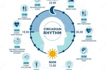 Circadian rhythm